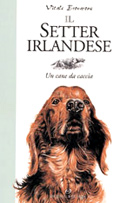 Il setter irlandese